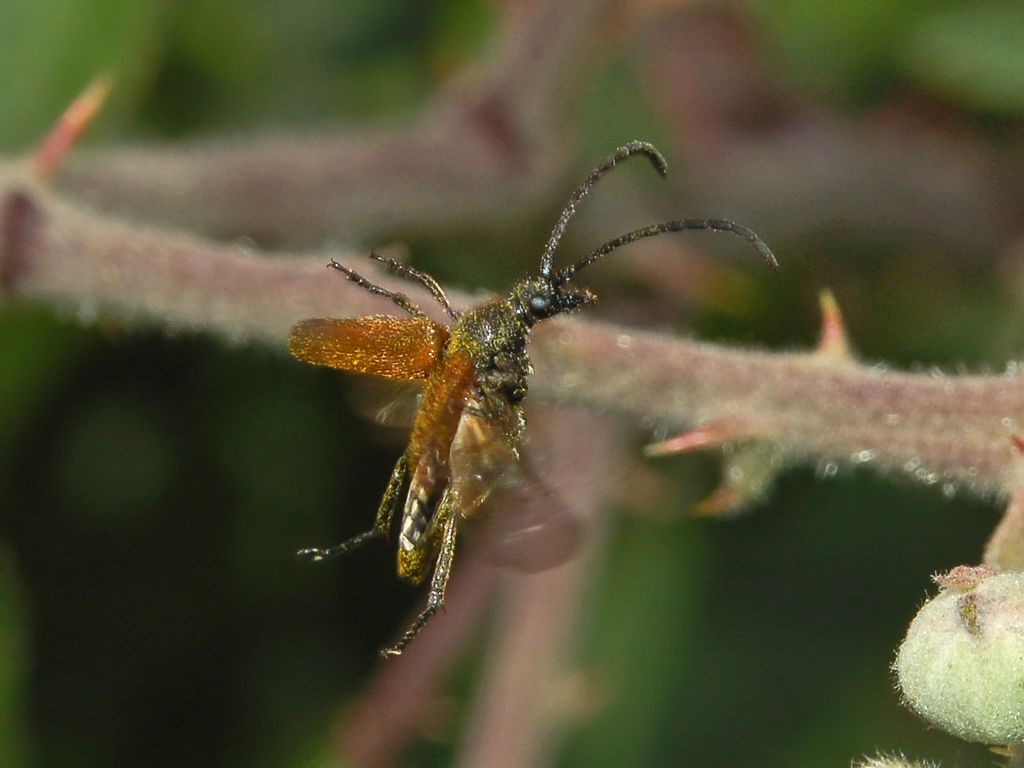 Galleria di insetti in volo